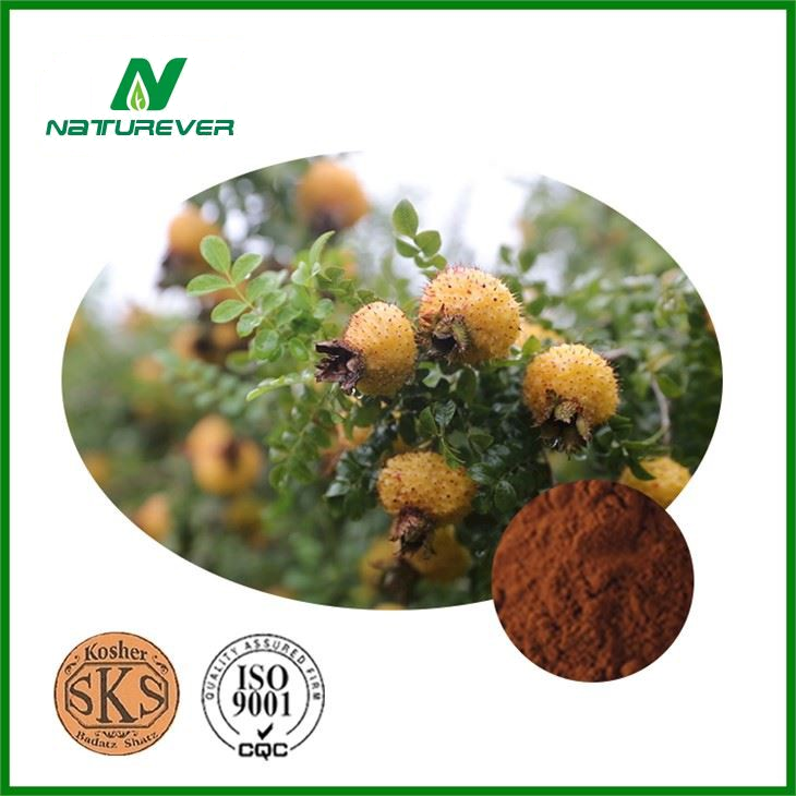 Rosa Cili Extract