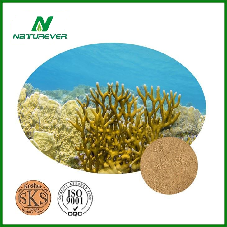 Fucus Extract