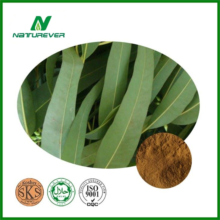 Eucalyptus Leaf Extract