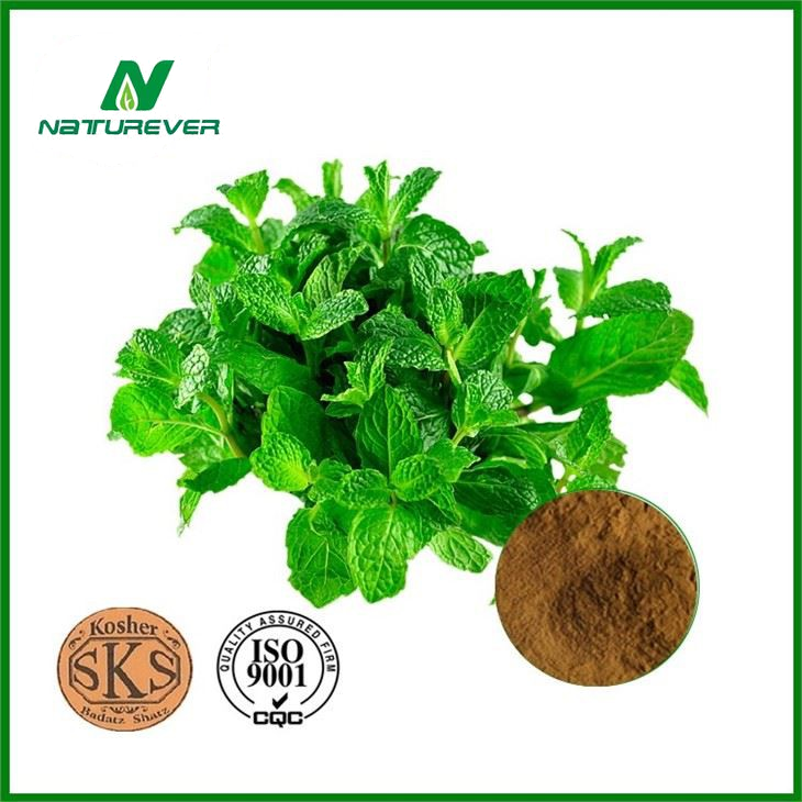 Mint Leaf Extract