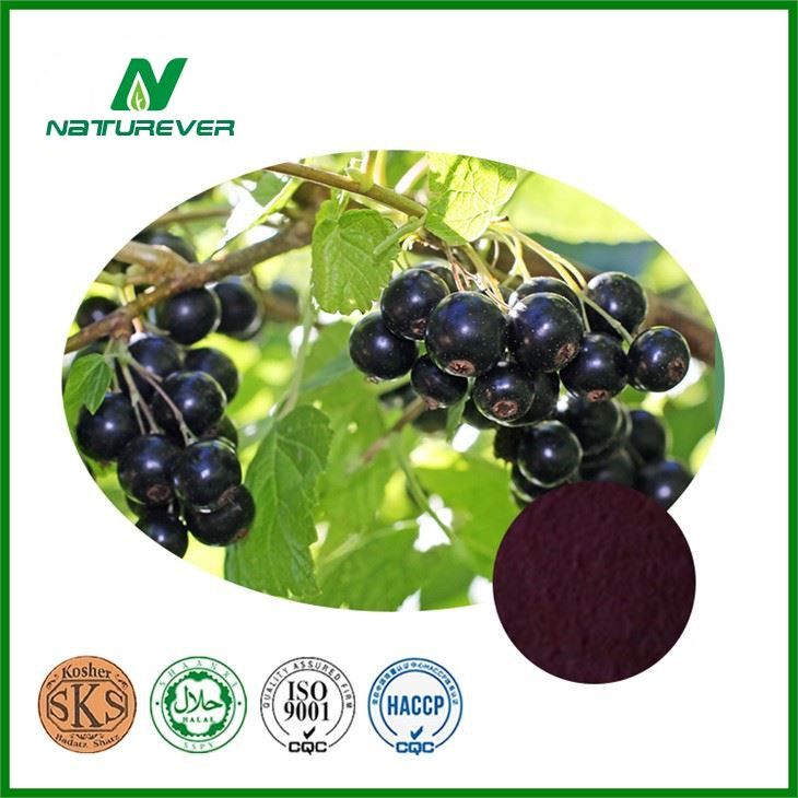 Black Currant Extract Supplement