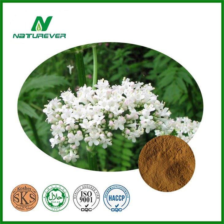 Valerian Root Extract Powder
