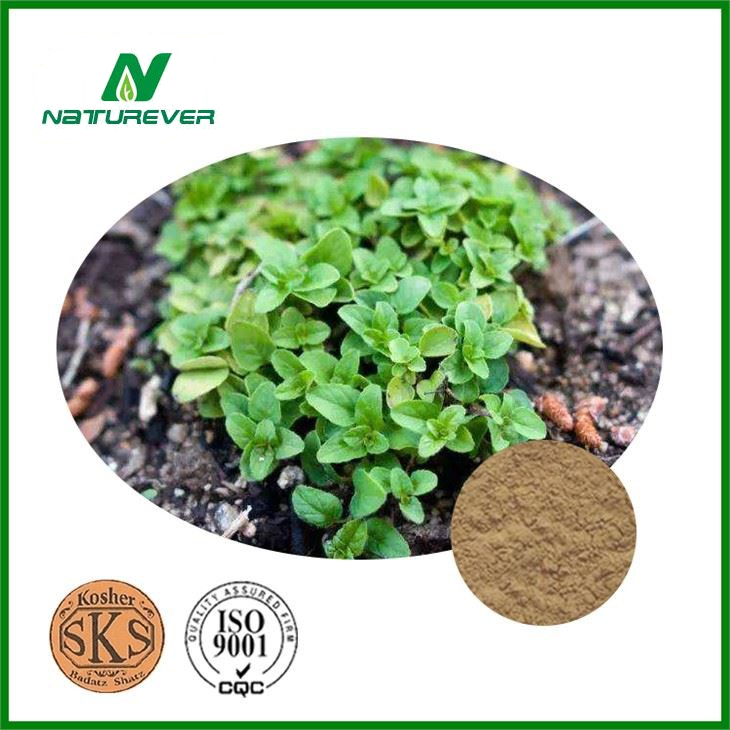 Origanum Extract Powder