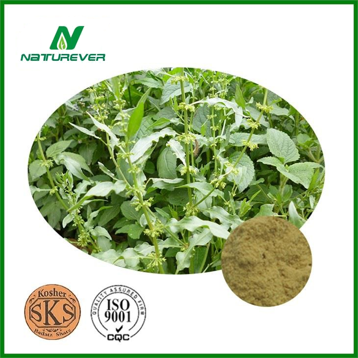 Anacyclus Pyrethrum Extract