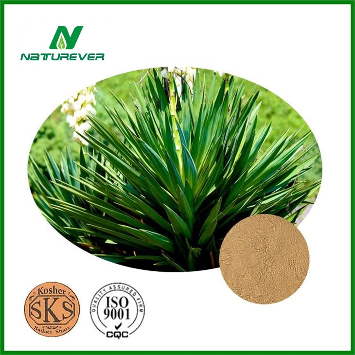 Yucca Extract Powder