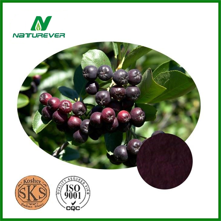 Black Chokeberry Extract