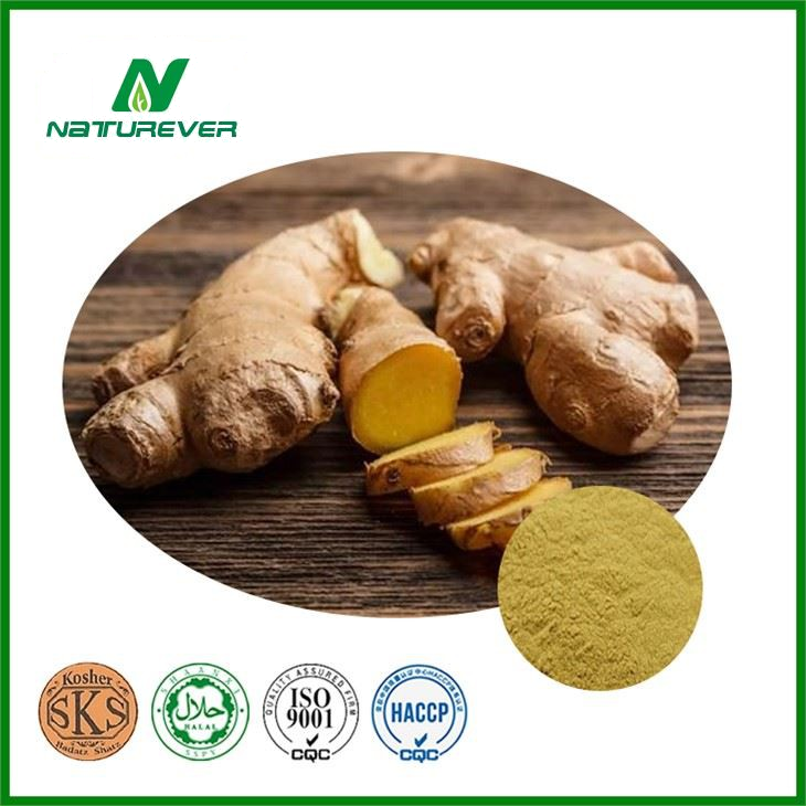 Ginger Root Extract Powder