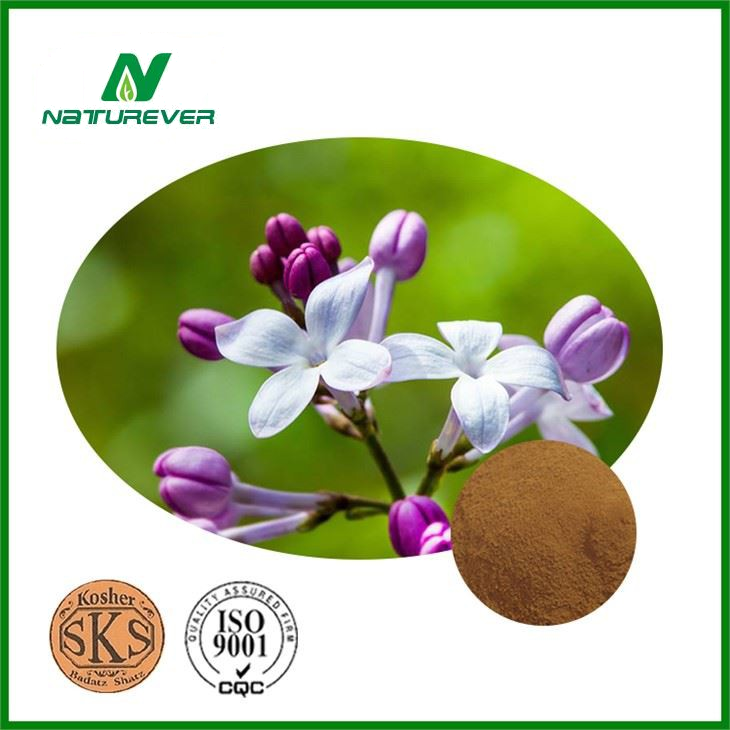 Clove Extract Powder