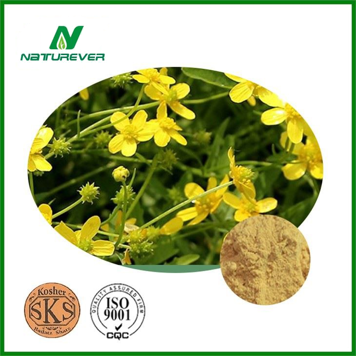Cat's Claw Extract Powder
