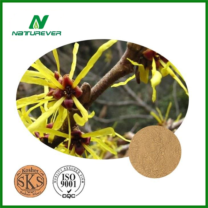 Hamamelis Extract