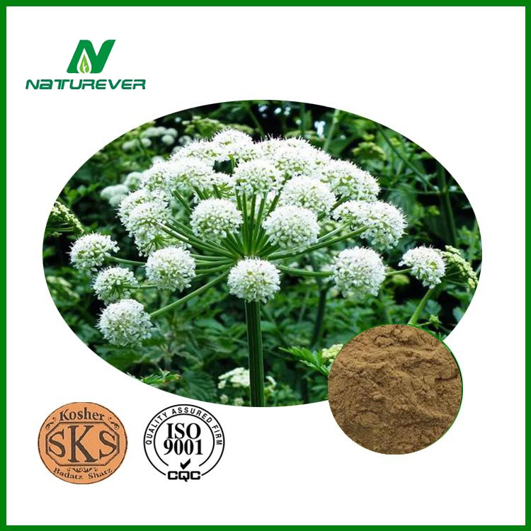 Angelica Dahurica Root Extract