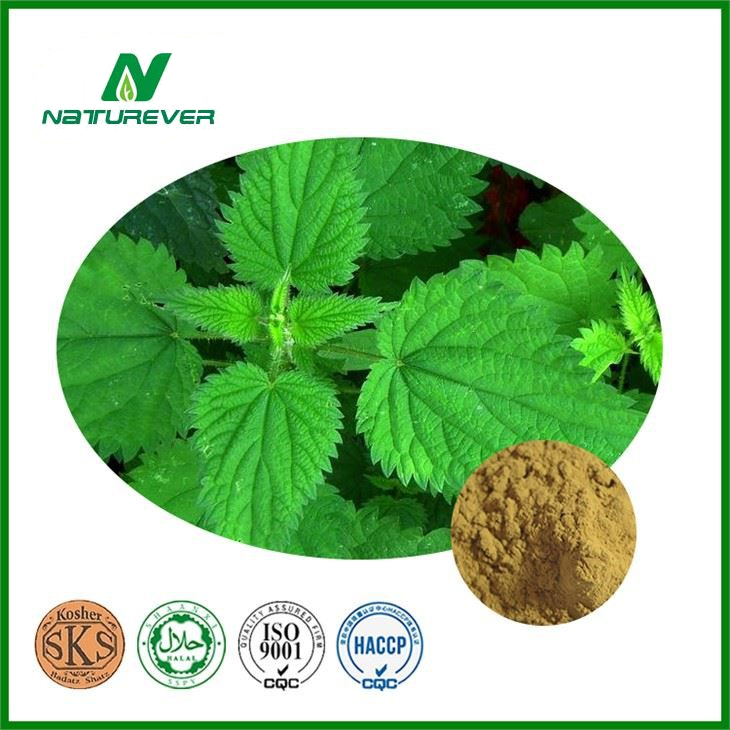 Nettle Extract Powder