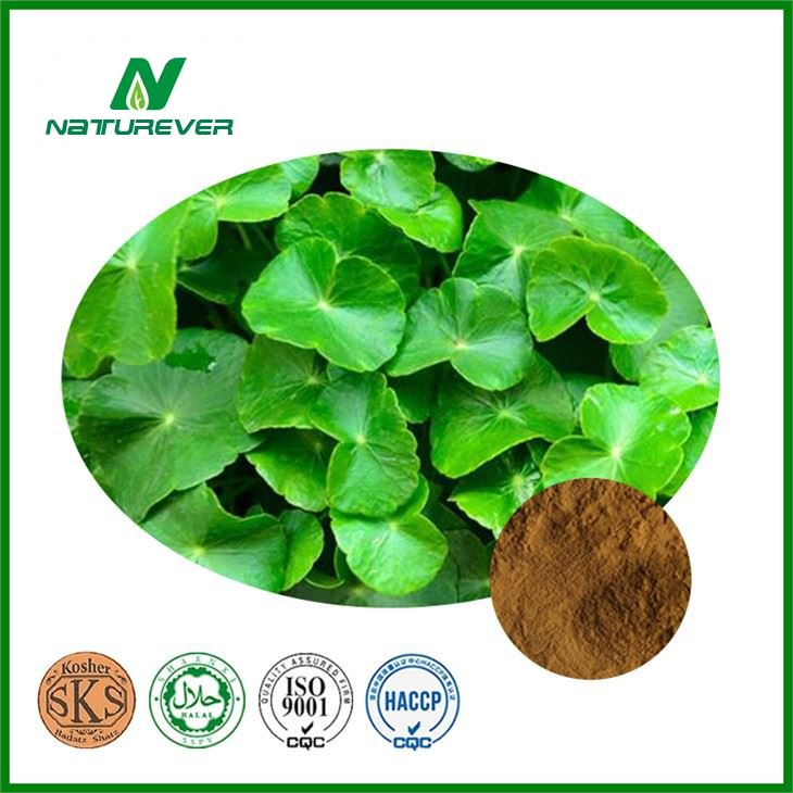 Gotu Kola Extract Powder