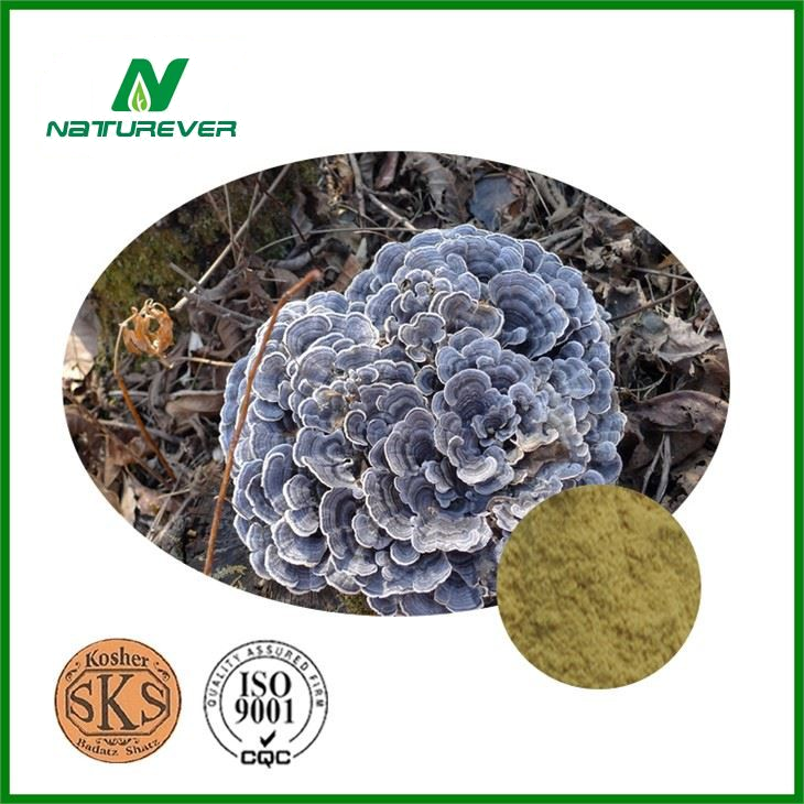Coriolus Mushroom Extract