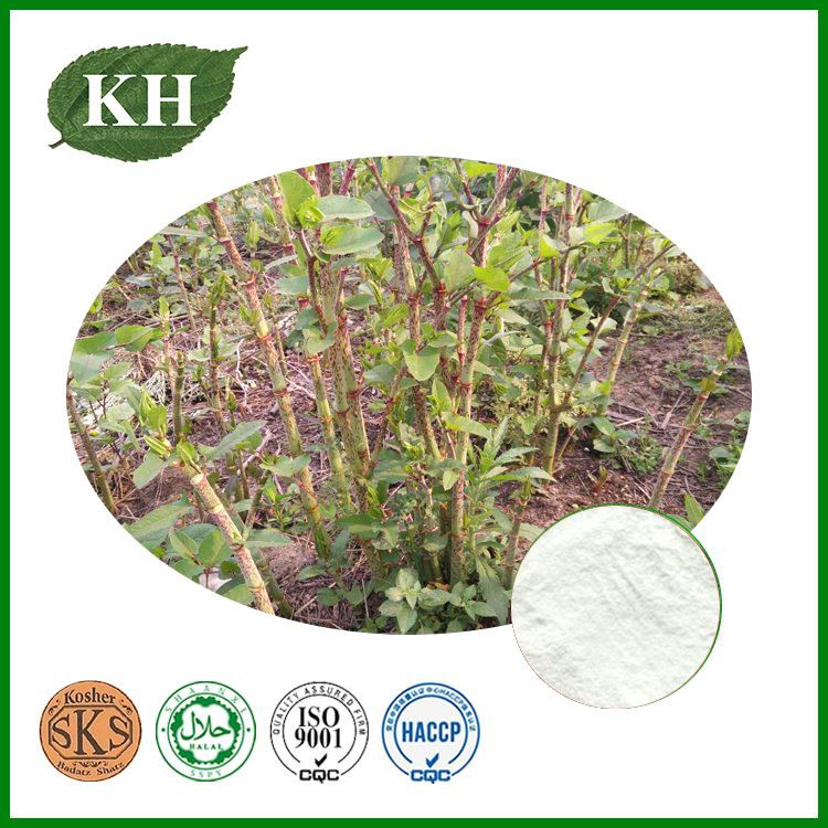 polygonum cuspidatum extract