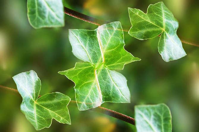 Ivy Extract