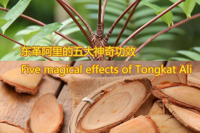 Tongkat Ali