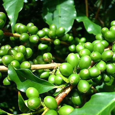 green coffee bean green coffee bean