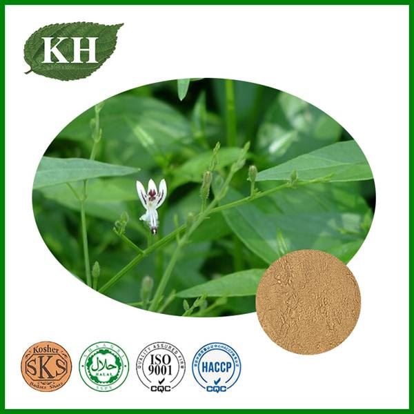 Andrographis Paniculata Extract