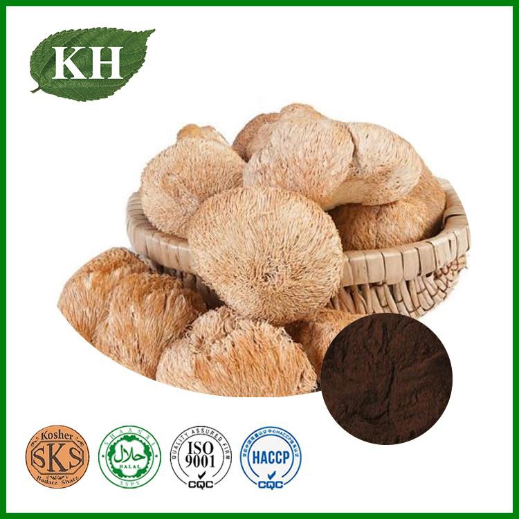 Lion's Mane Mushroom Extract