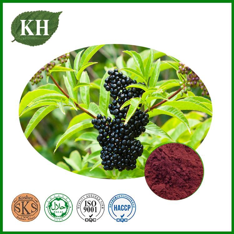 Elderberry Extract