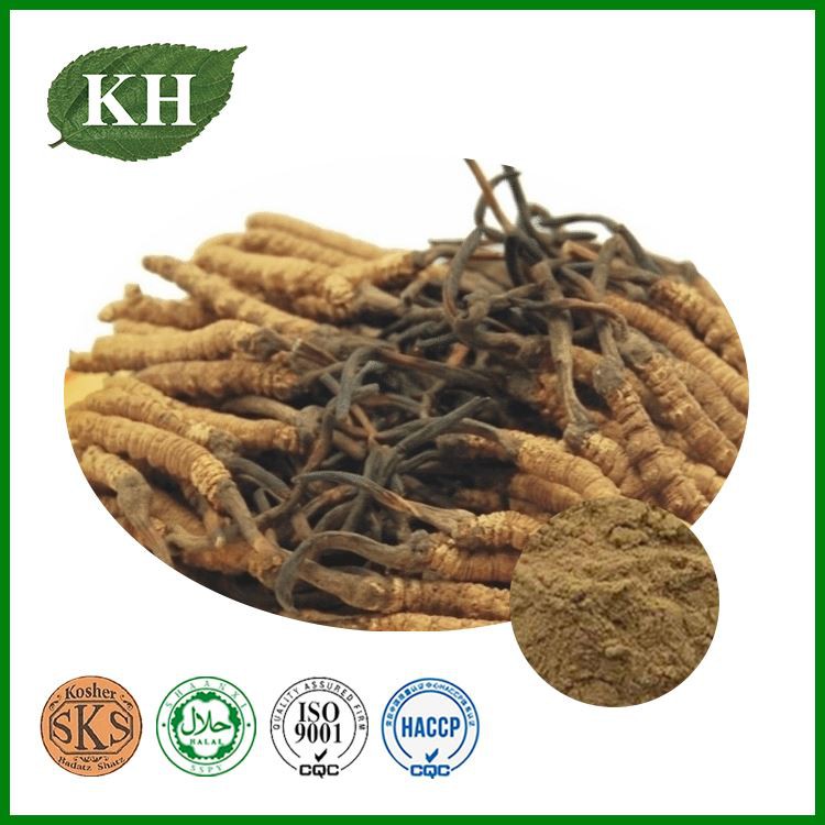 Cordyceps Militaris