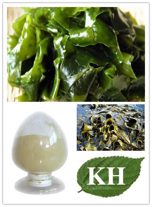Brown algae and Fucoidan photo
