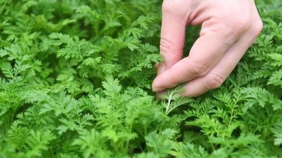 artemisinin-Artemisia annua extract artemisinin-Artemisia annua extract