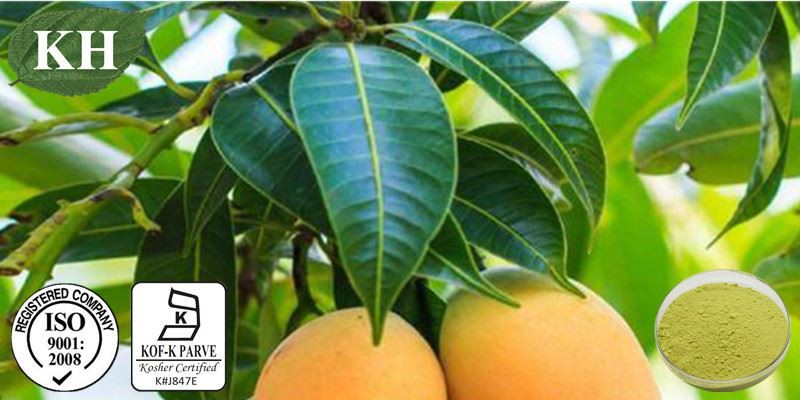 Mango Leaf Extract