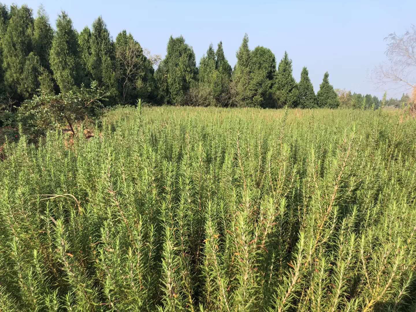 rosemary