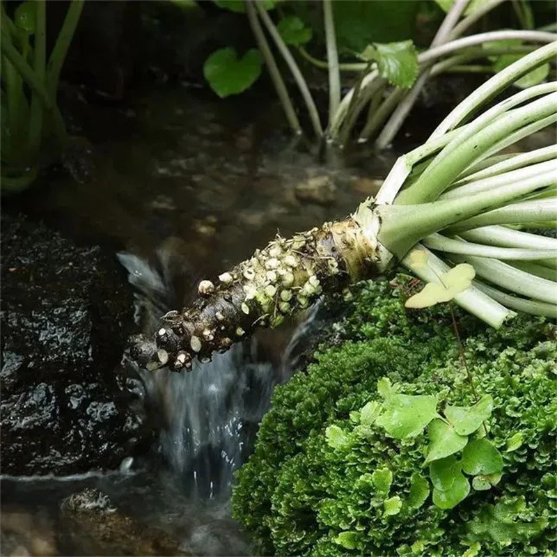 Wasabi Horseradish Wasabi Horseradish