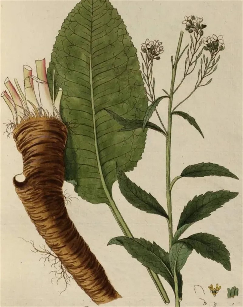 Wasabi Horseradish Wasabi Horseradish
