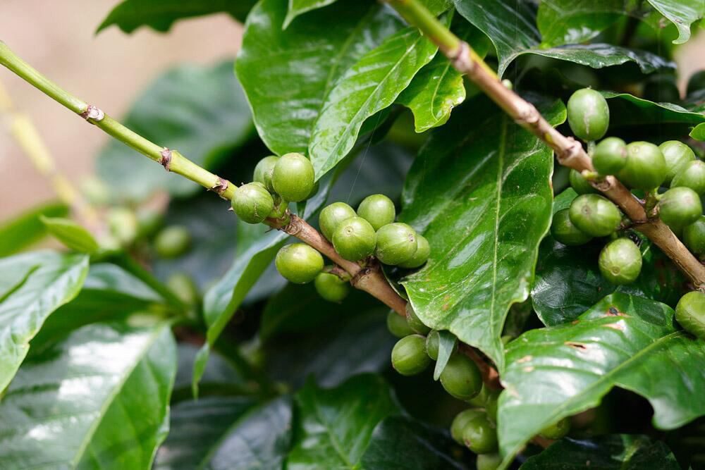 What is Green Coffee Bean Extract?