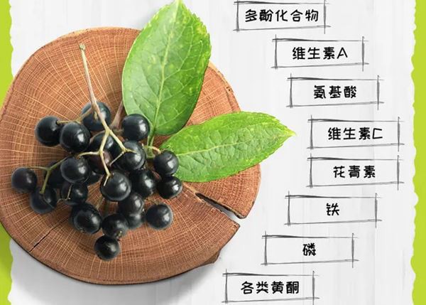 Why can elderberry not elder bones but can improve immunity?
