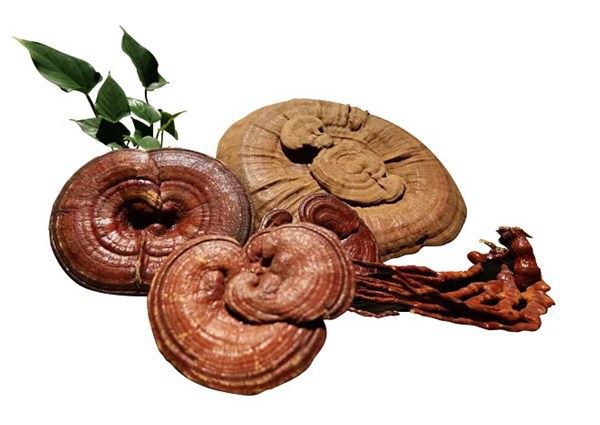 Detection Method of Glucose, Triterpene and Sterol Content in Ganoderma Lucidum