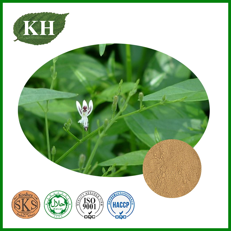 Andrographis Paniculata Extract