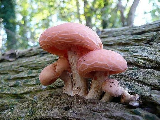 Internet Celebrity Ingredient In Western Countries--Mushroom
