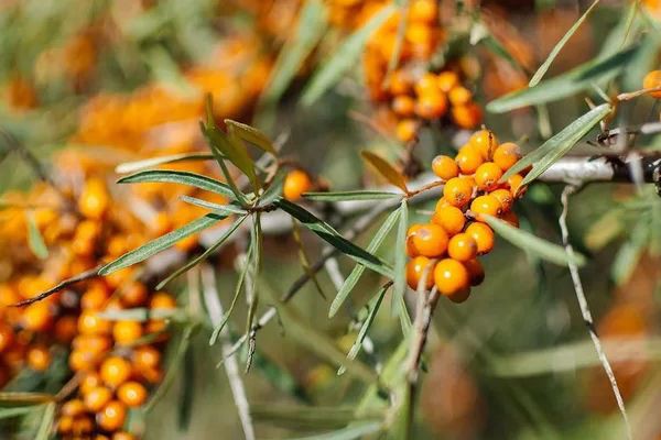 Detection Method of Total Flavones and Isorhamnetin content in Sea Buckthorn ...