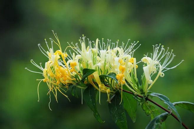 Determination method of Chlorogenic acid and Luteoloside content in Honeysuck...