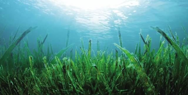 Marine nutrients---promoting the upgrading of marine economy