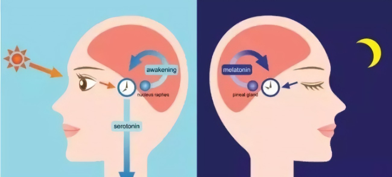 Does Melatonin Has Therapeutic Effect on Bad Sleep?