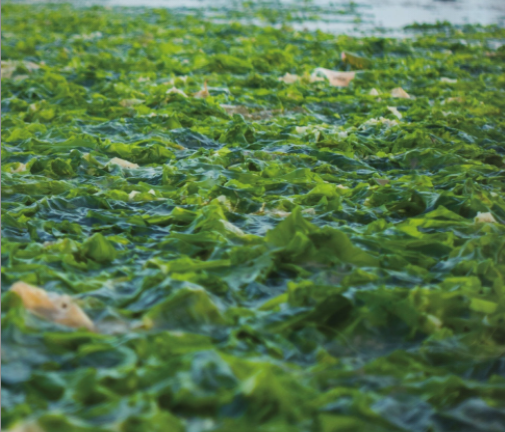 Marine Innovative Raw Materials &ndash; Fucoidan