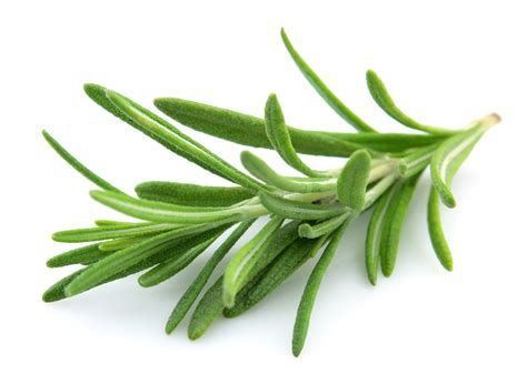 Rosemary Extract--Natural Antioxidant