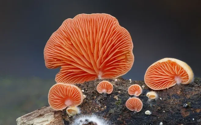 How many kinds of mushrooms do you eat or take?