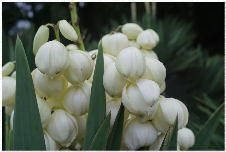 Feed Additive Herbal Extracts