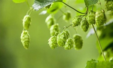 The Benefits of Hops Extract