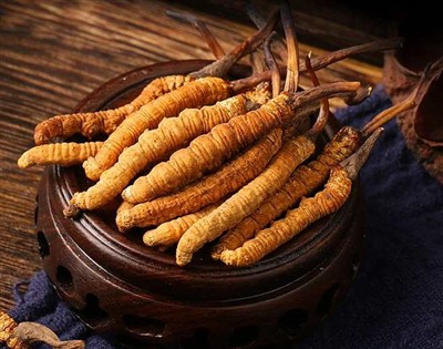 Cordyceps sinensis