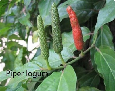 Which piper contains higher piperlongumine?