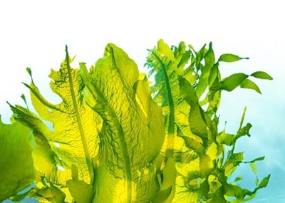 Kelp extract, source of pure natural seaweed iodine