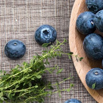 Plant Extracts Are Used In Food Additives